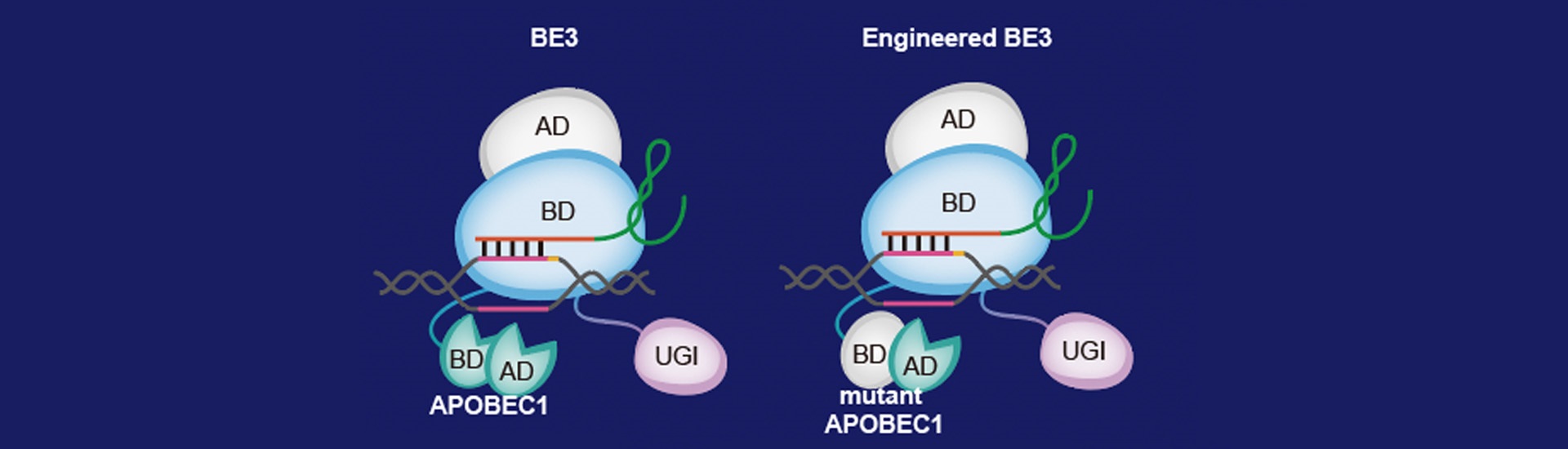 新一代高精度單堿基基因編輯工具問世